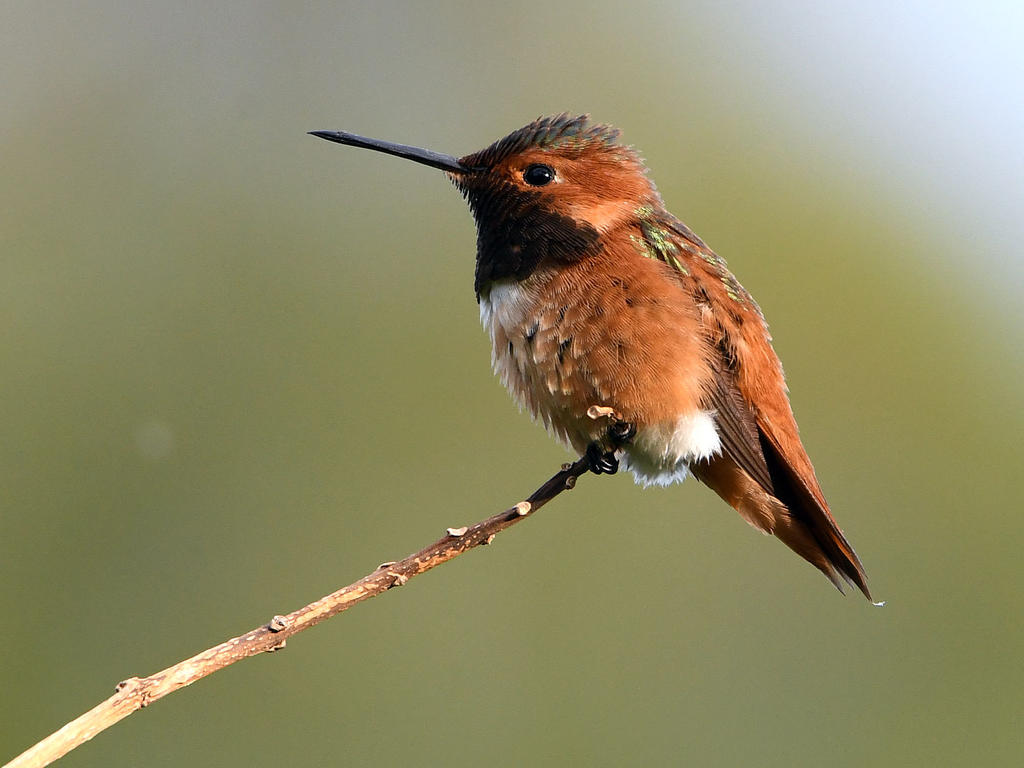 Hummer6.jpg