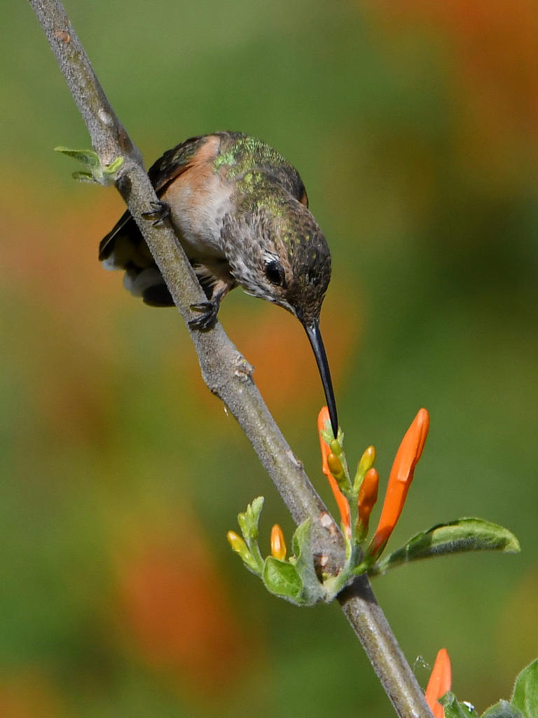 Hummer6.jpg