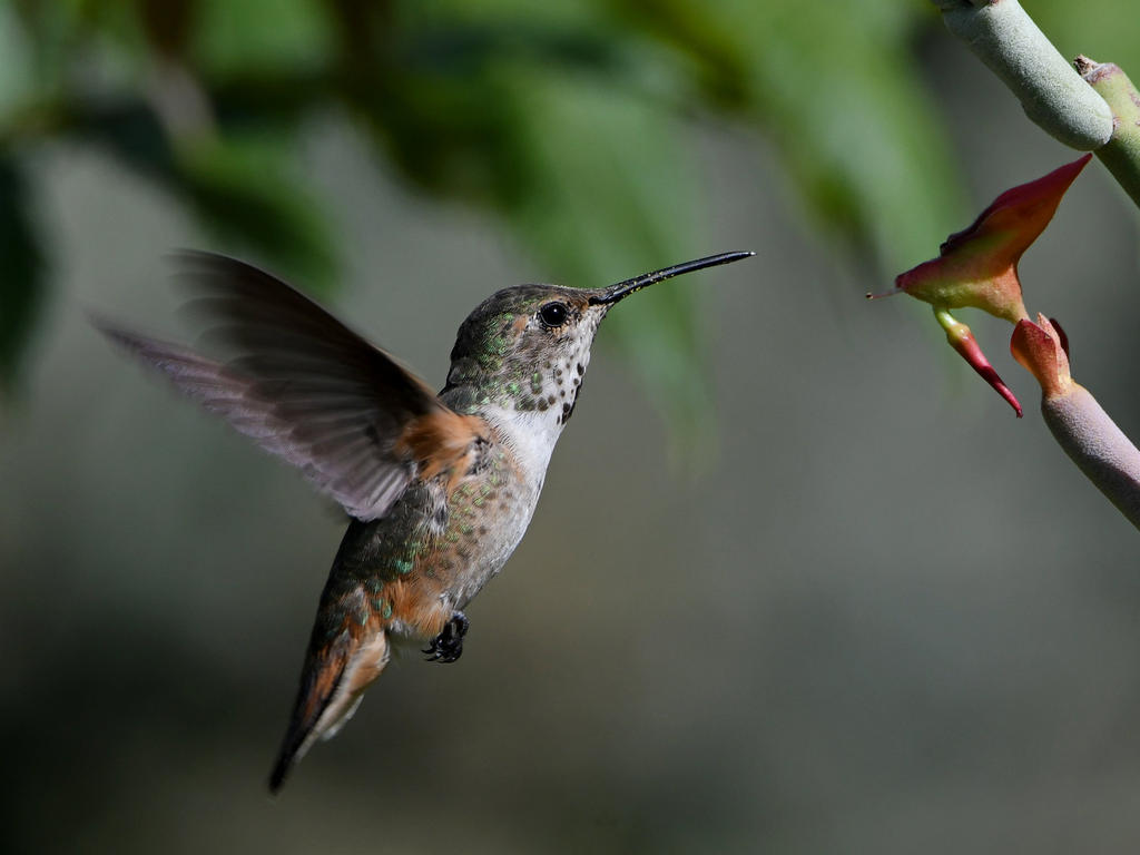 Hummer6.jpg