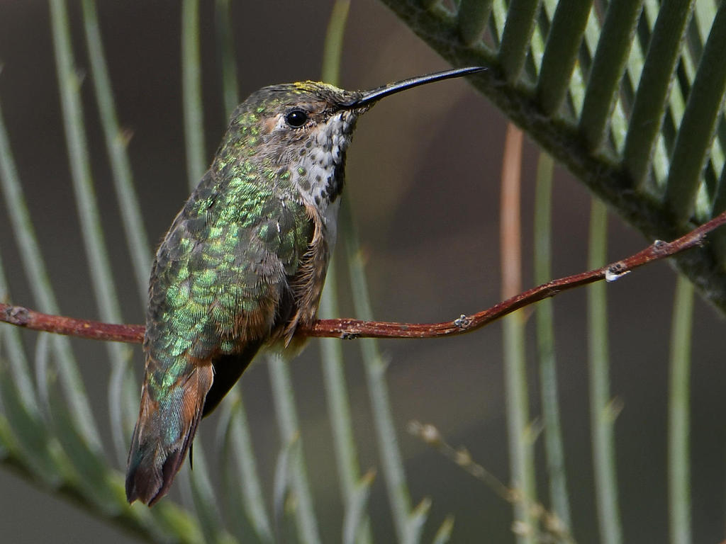 Hummer6.jpg