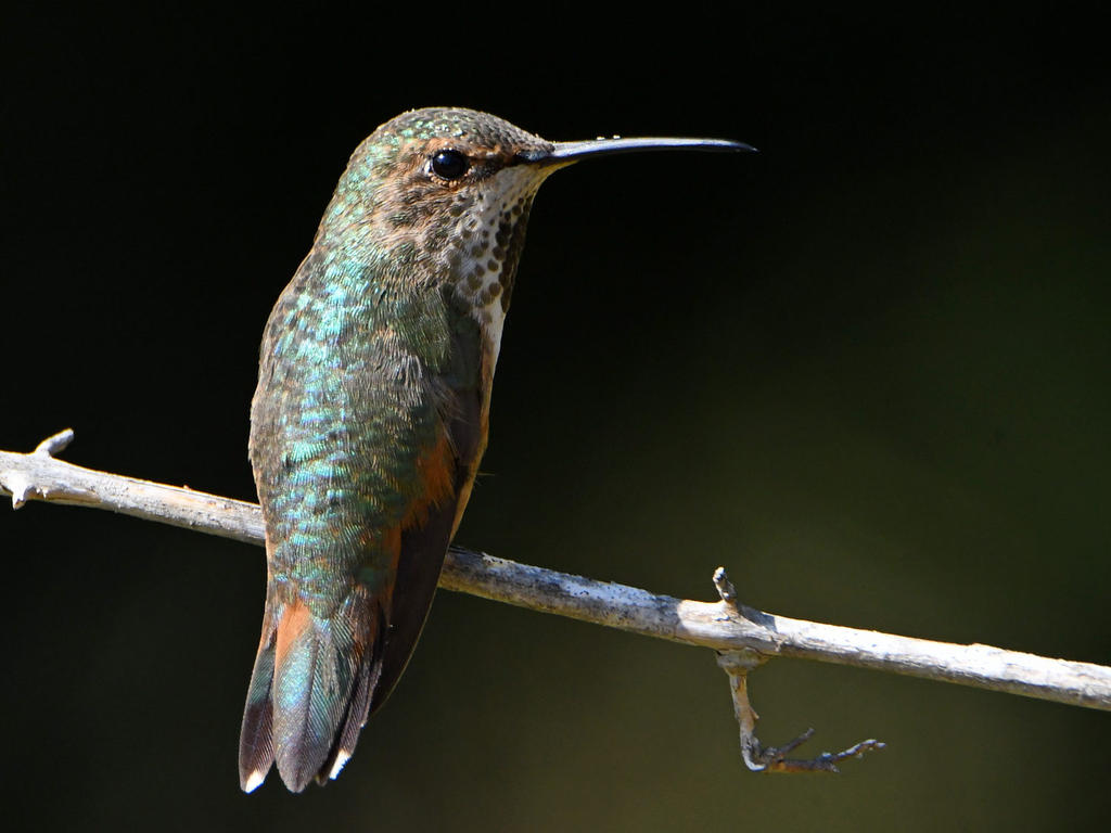 Hummer6.jpg