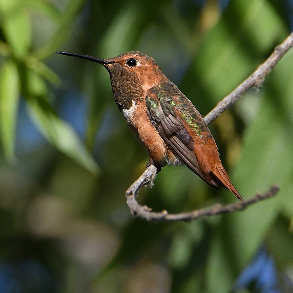 Hummer6.jpg