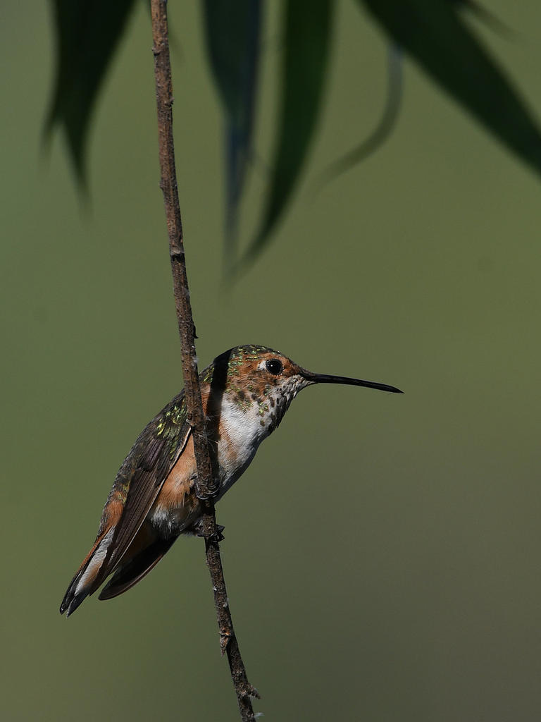 Hummer6.jpg