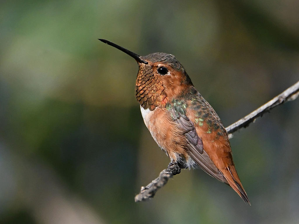 Hummer6.jpg