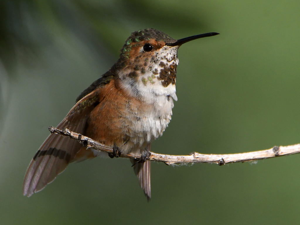 Hummer6.jpg