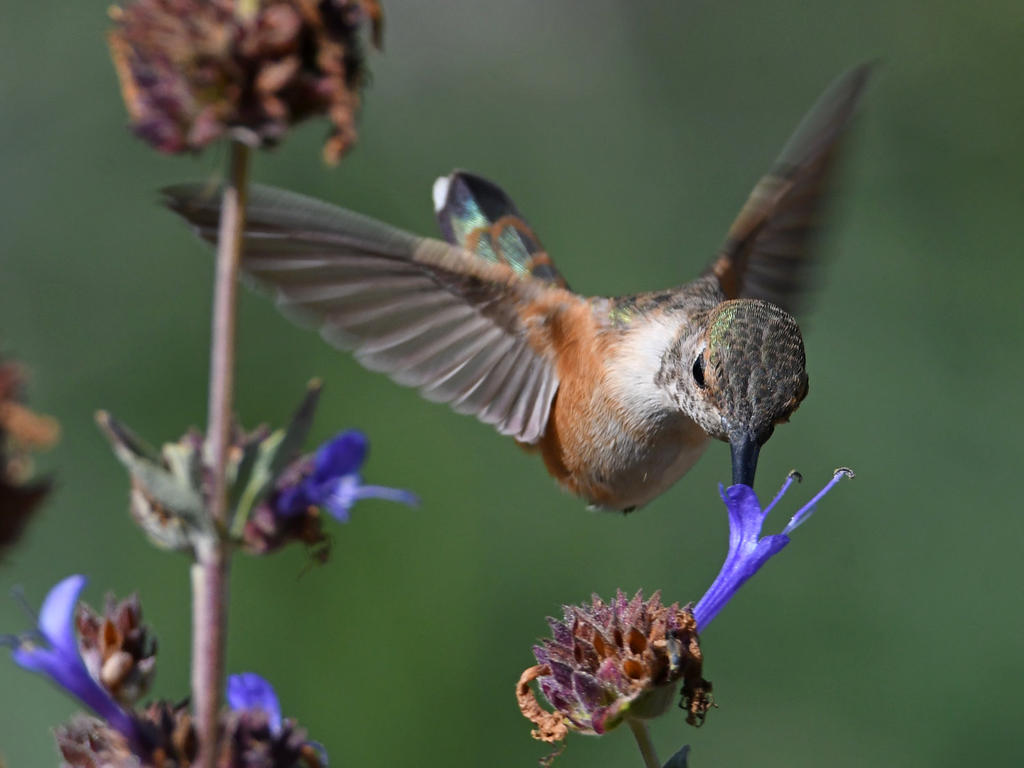 Hummer6.jpg
