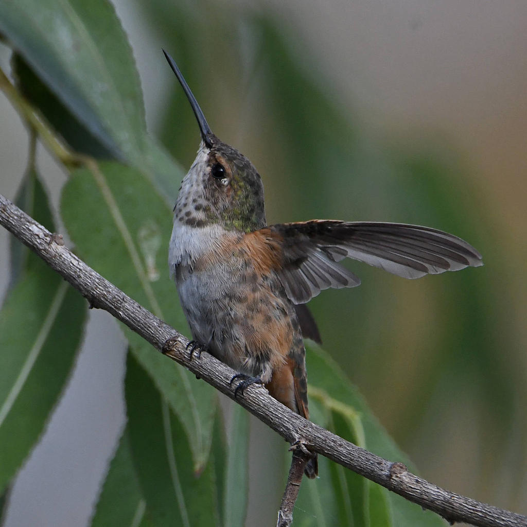 Hummer6.jpg