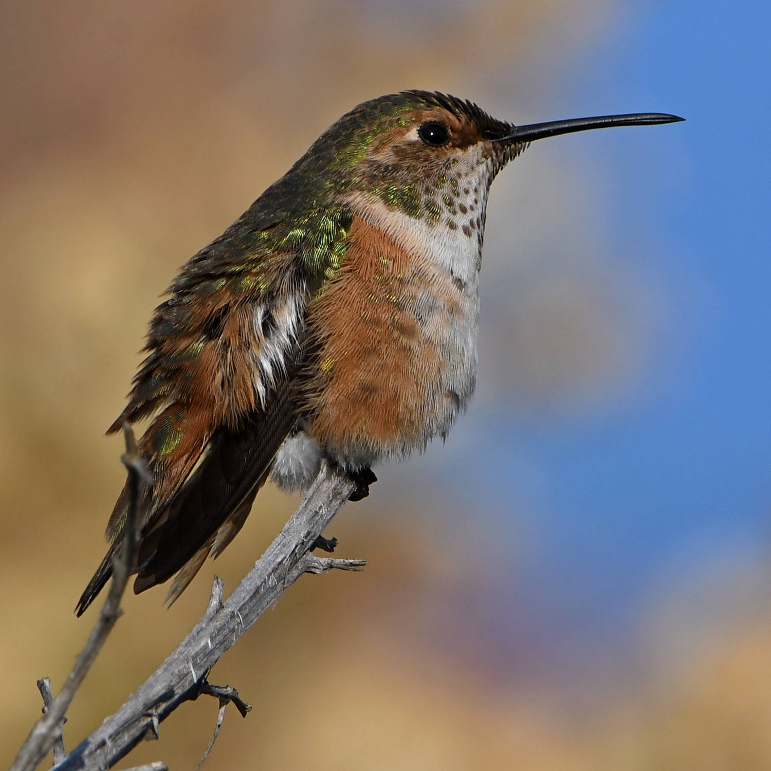 Hummer6.jpg