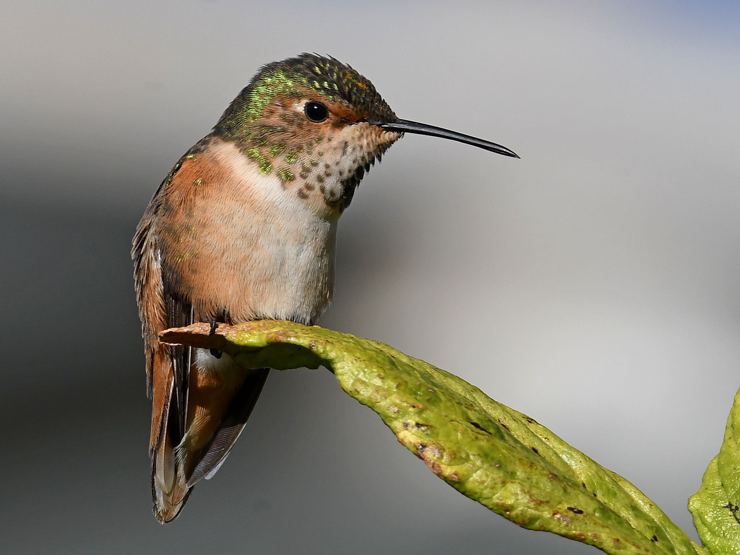 Hummer6.jpg