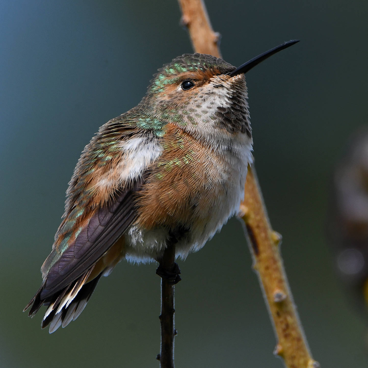 Hummer6.jpg