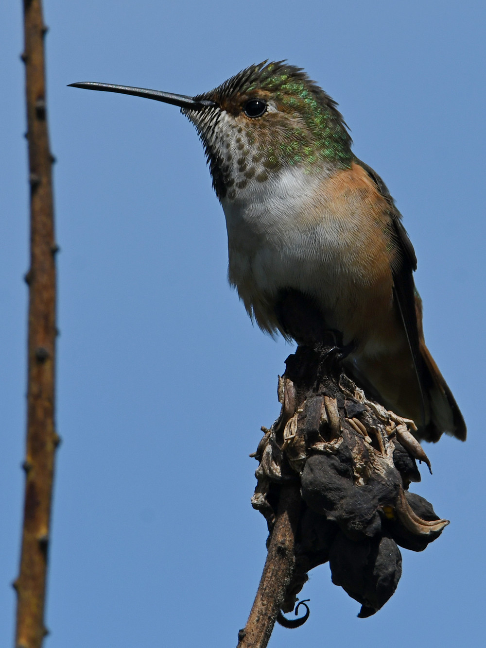 Hummer6.jpg