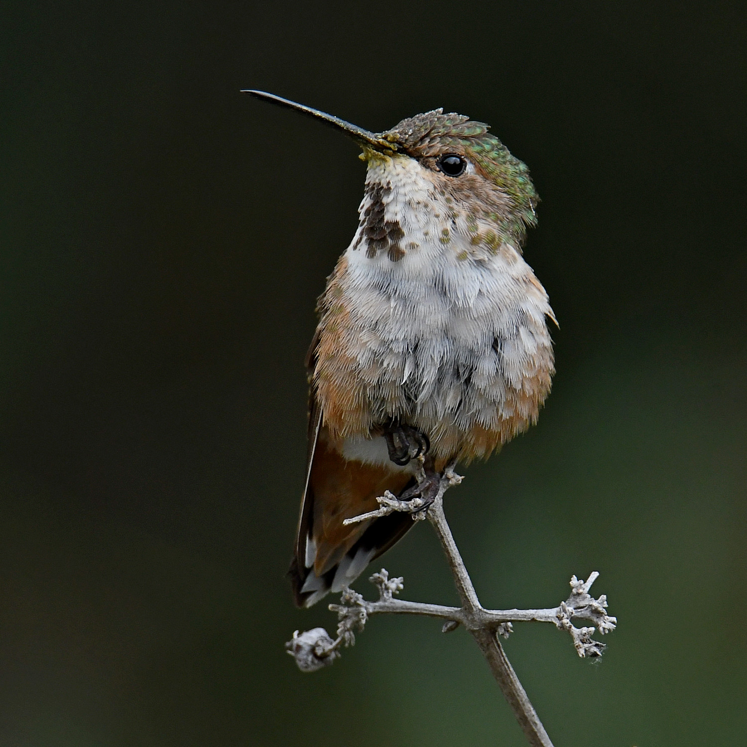 Hummer6.jpg