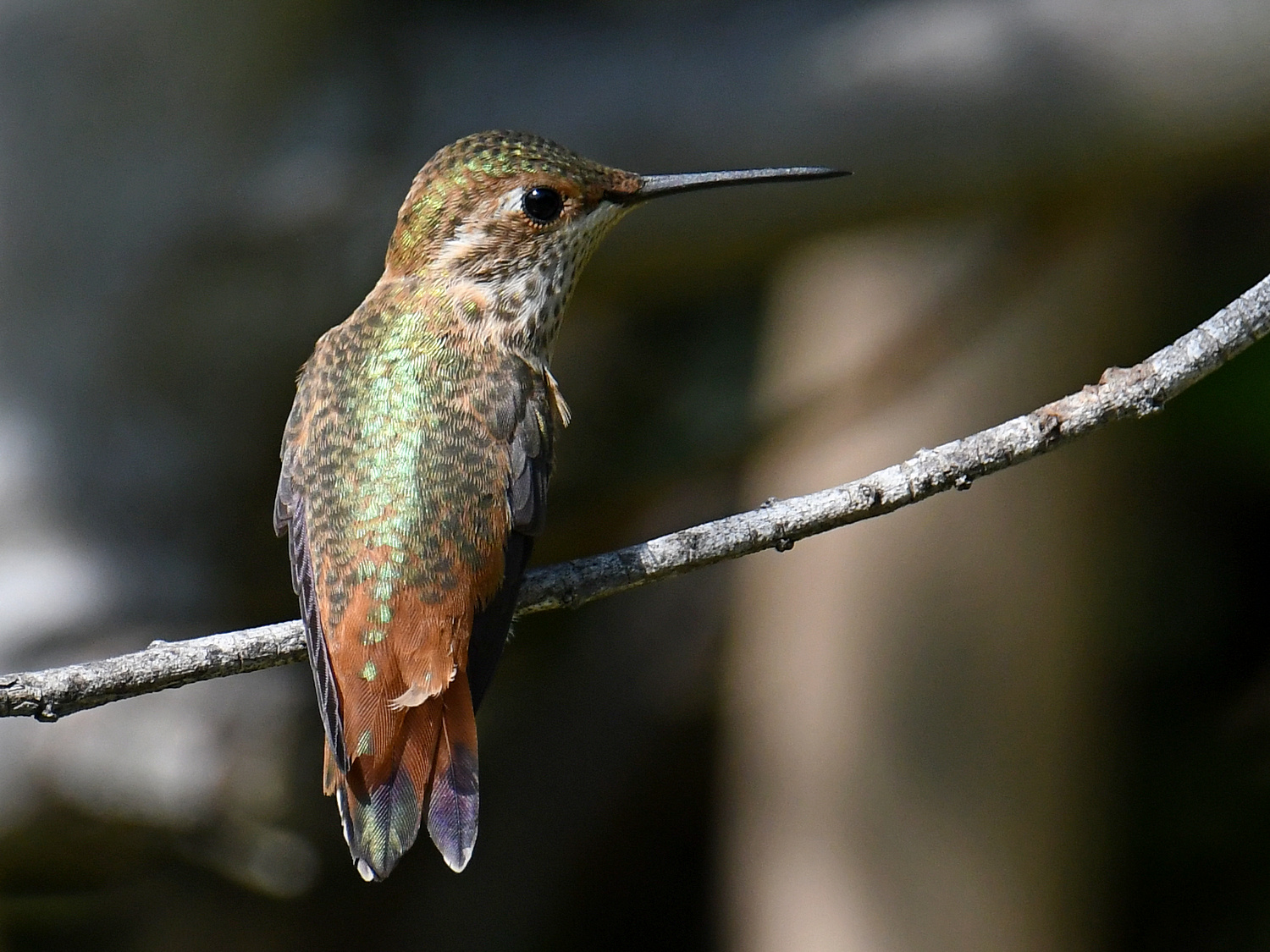Hummer6.jpg