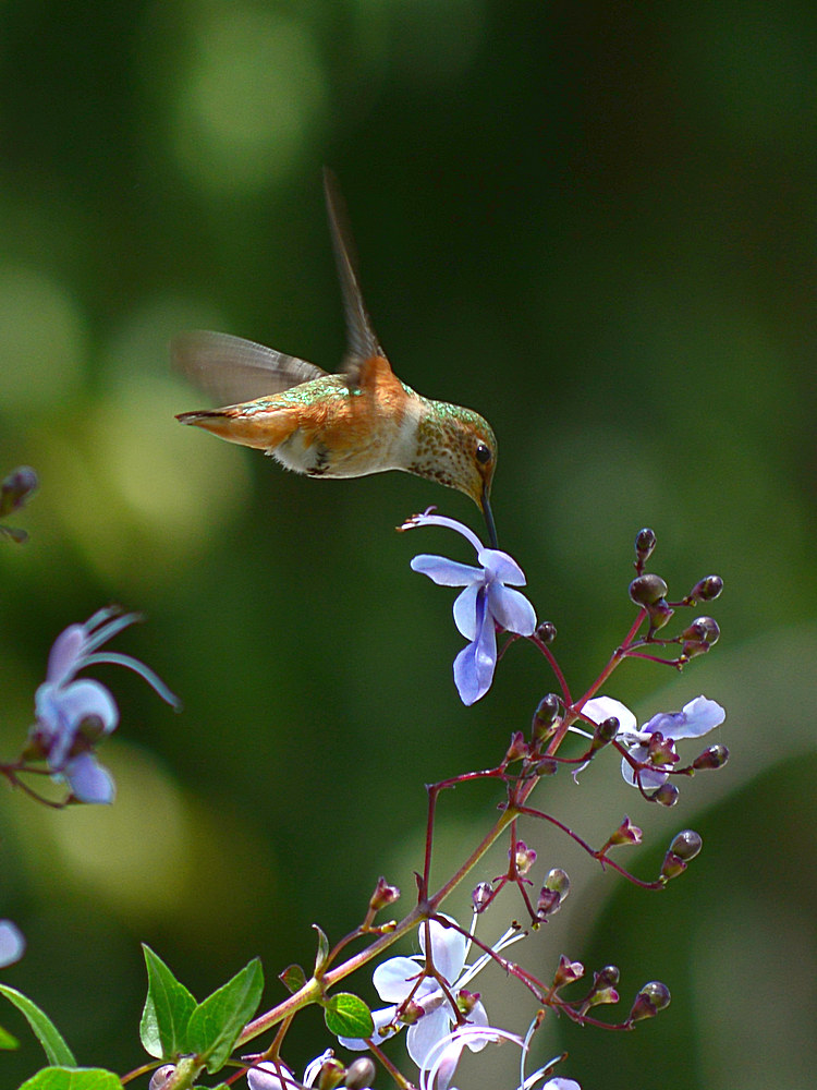 Hummer6.jpg
