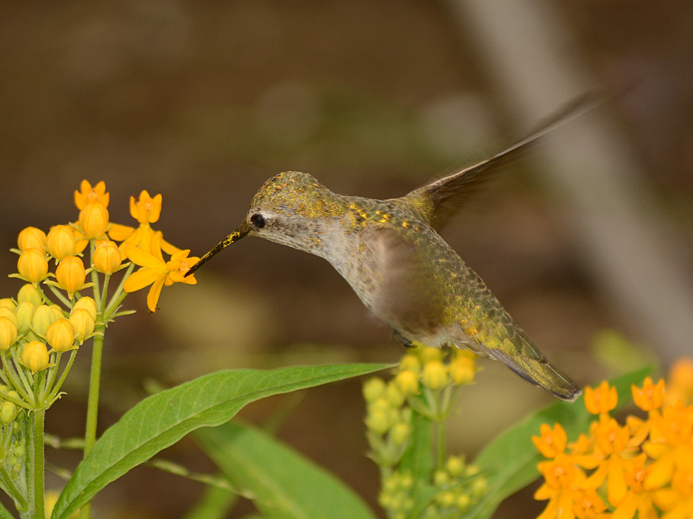 Hummer6.jpg