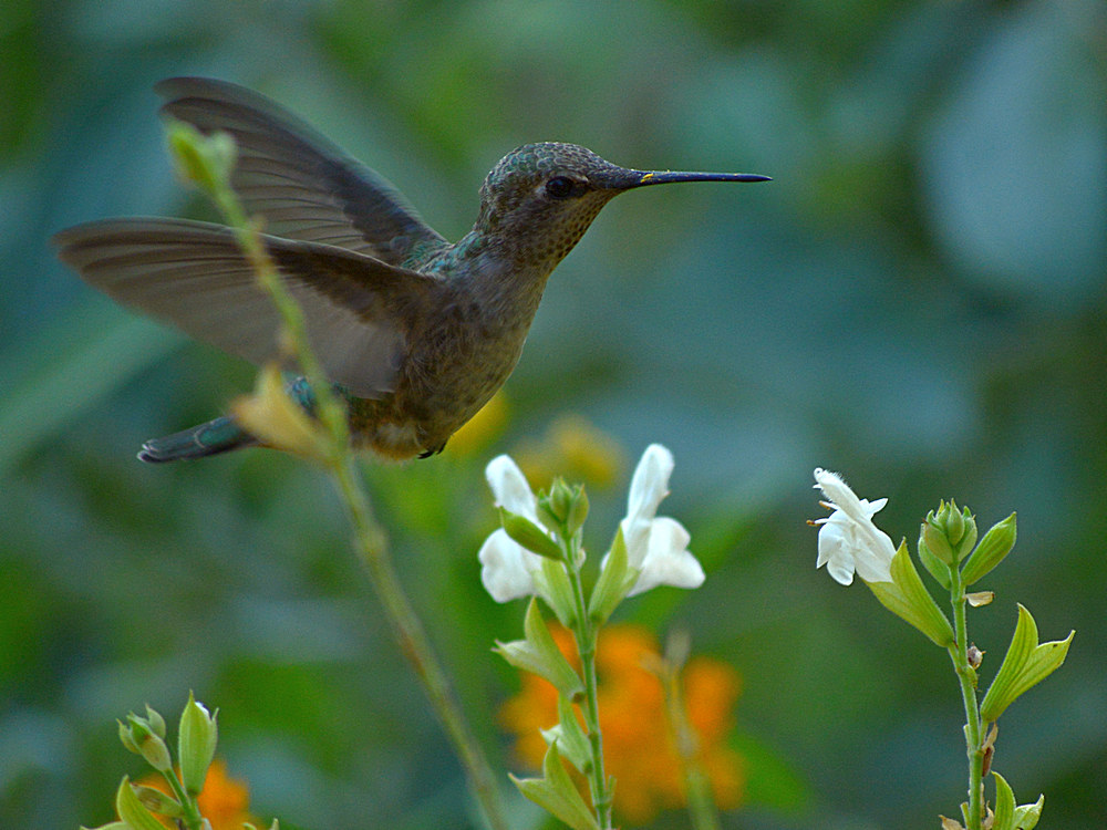 Hummer6.jpg