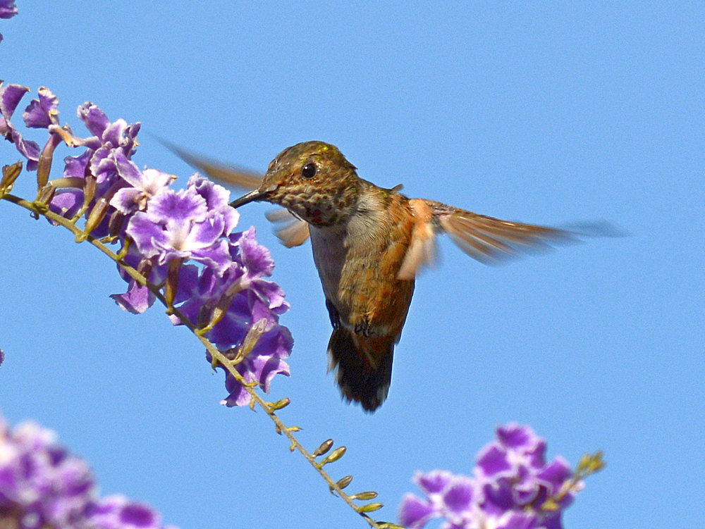 Hummer6.jpg