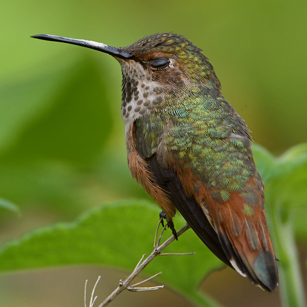 Hummer60.jpg