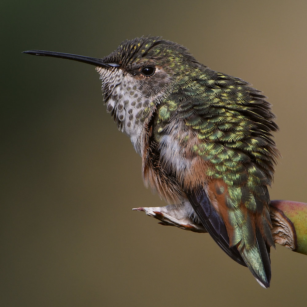 Hummer60.jpg