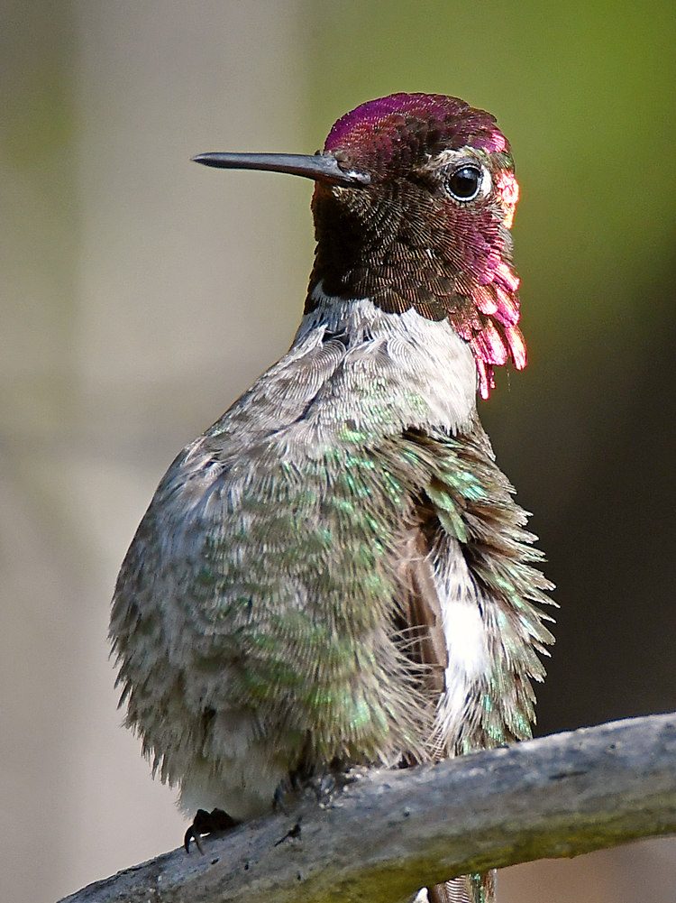 Hummer61.jpg