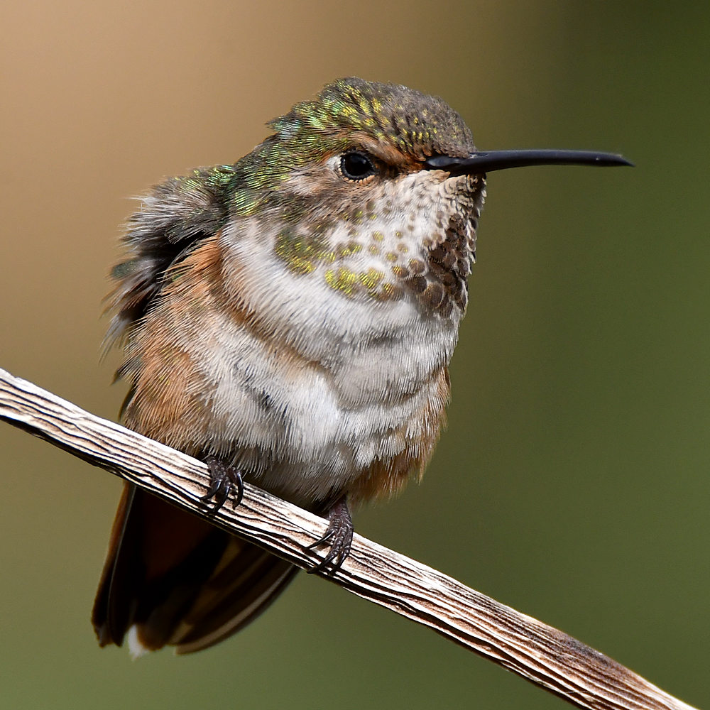 Hummer61.jpg