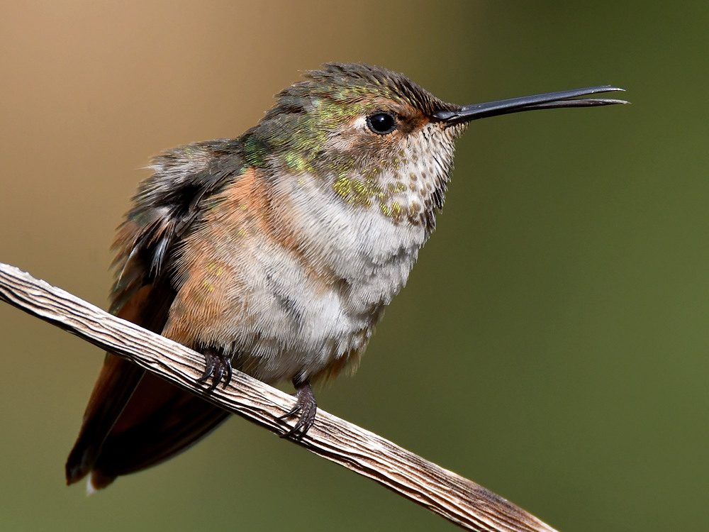 Hummer62.jpg