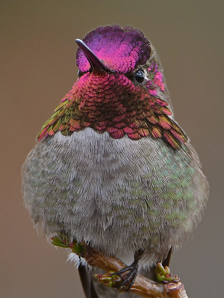 Hummer62.jpg