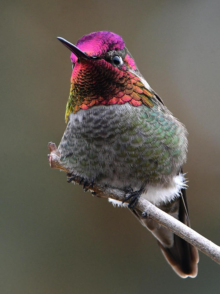 Hummer62.jpg