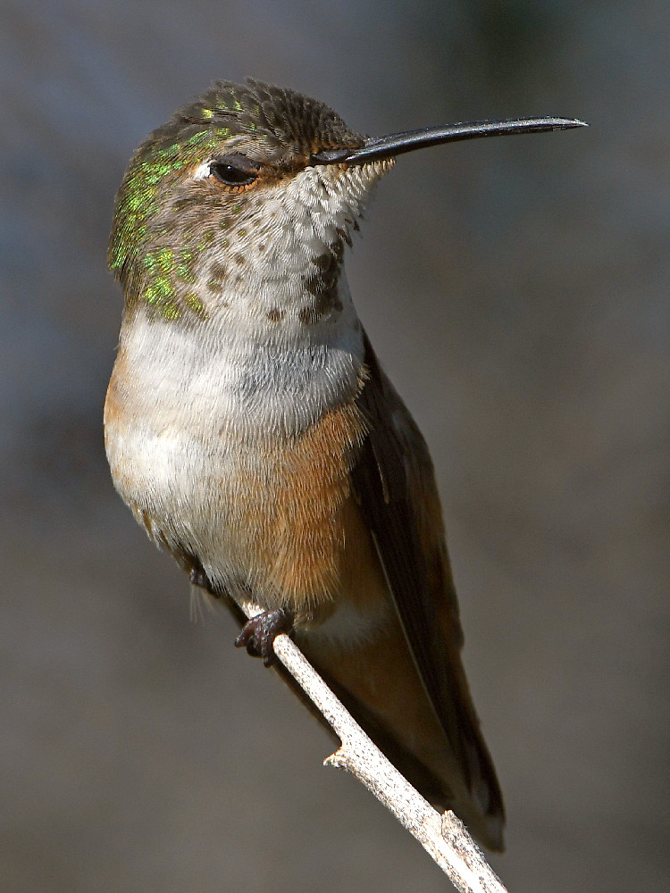 Hummer64.jpg