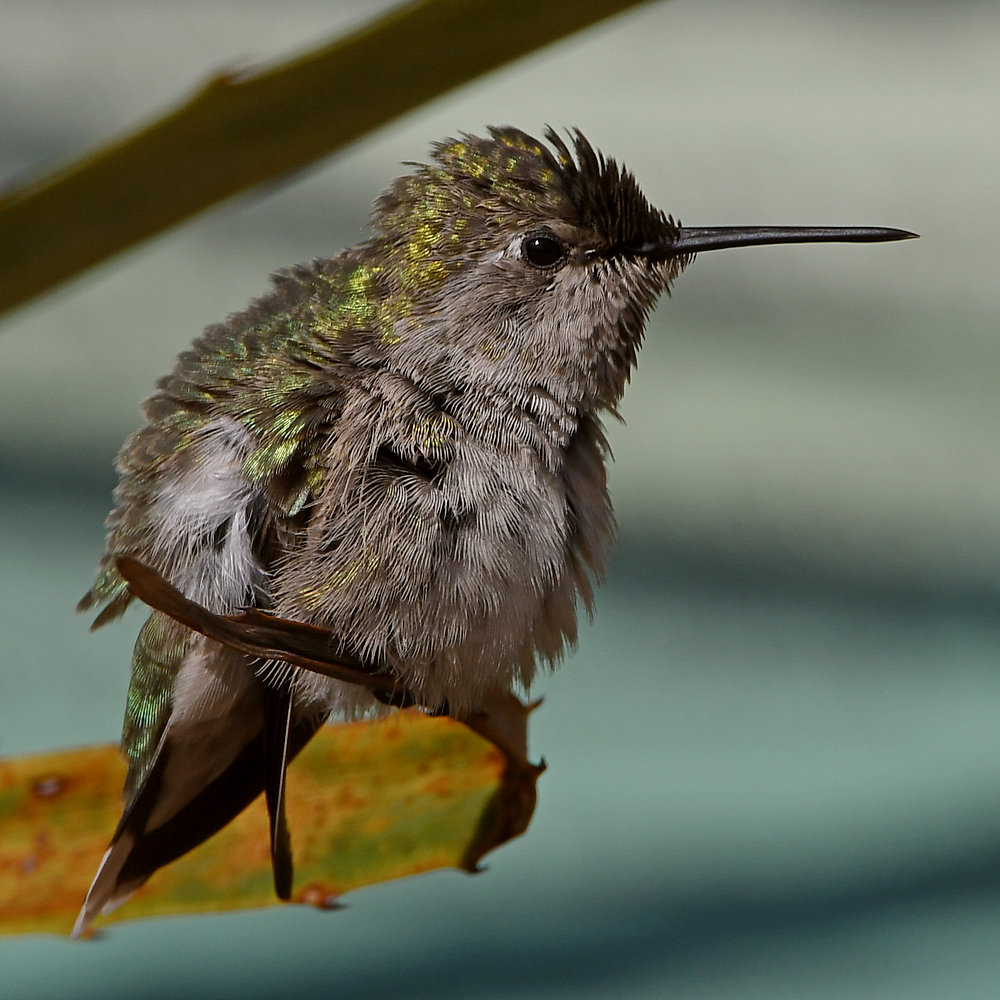 Hummer64.jpg