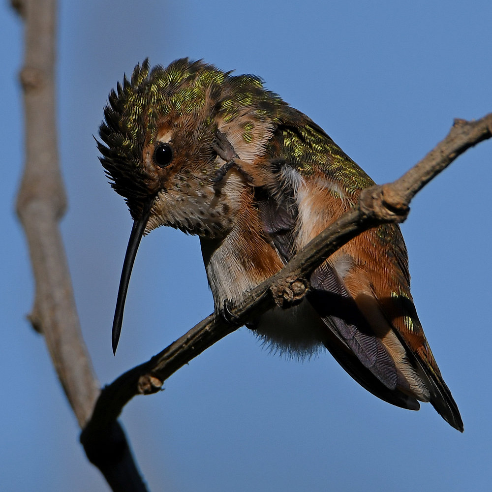 Hummer64.jpg