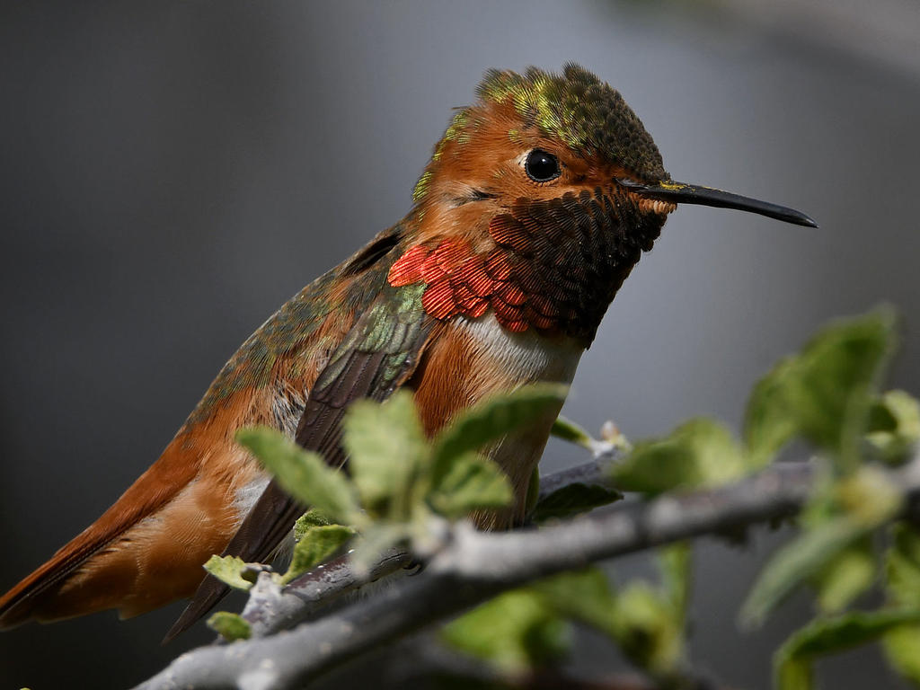 Hummer64.jpg