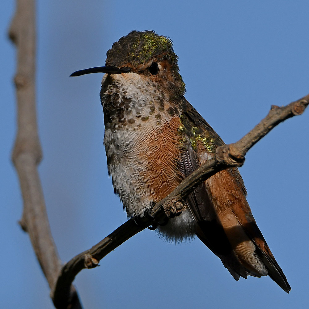 Hummer65.jpg