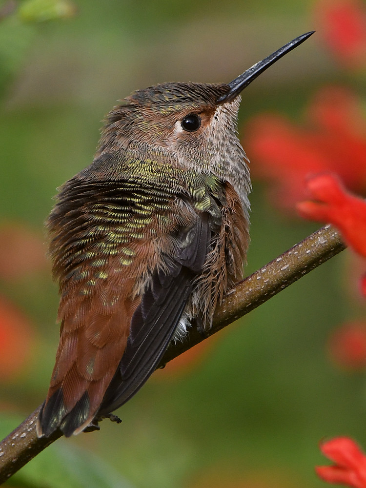 Hummer66.jpg
