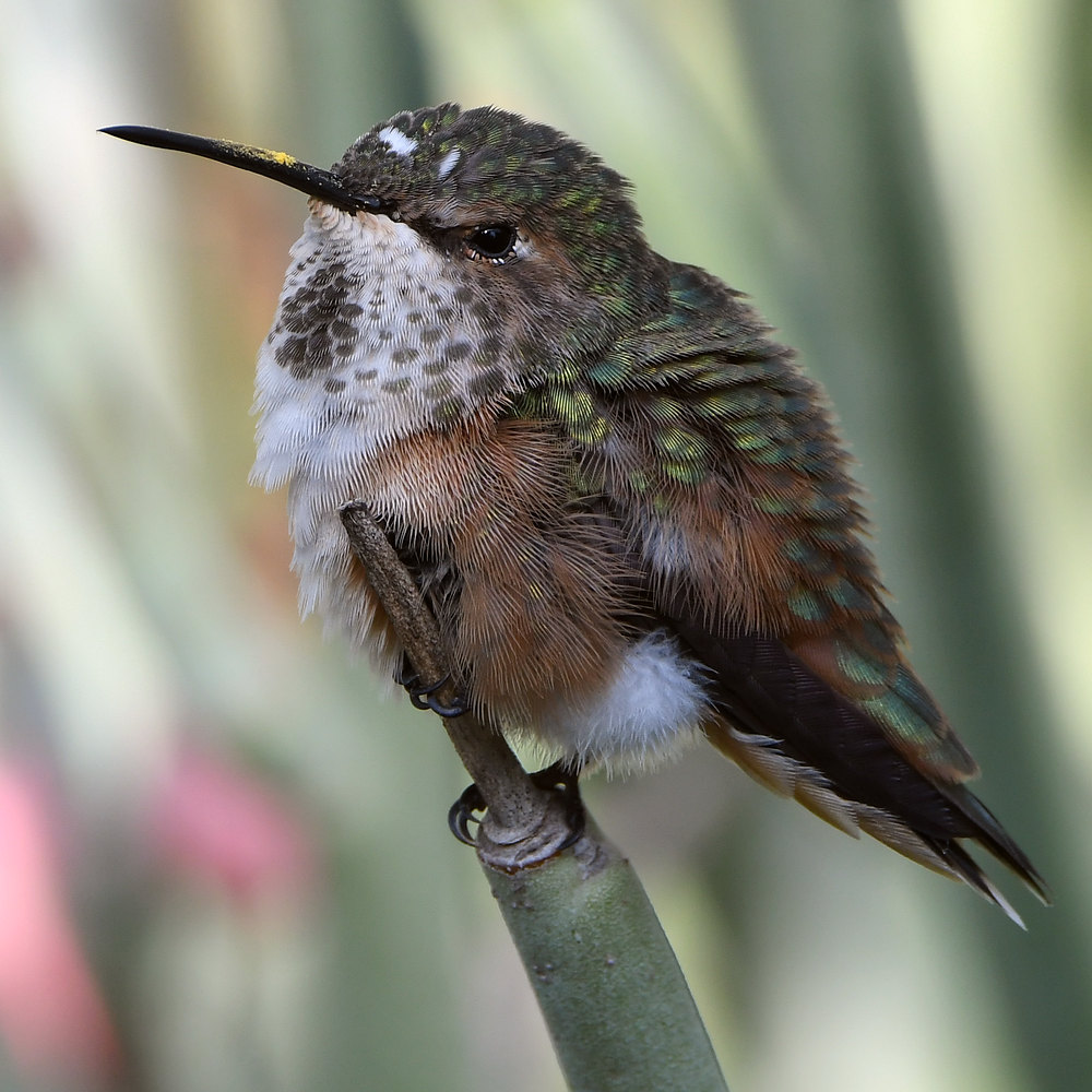 Hummer66.jpg