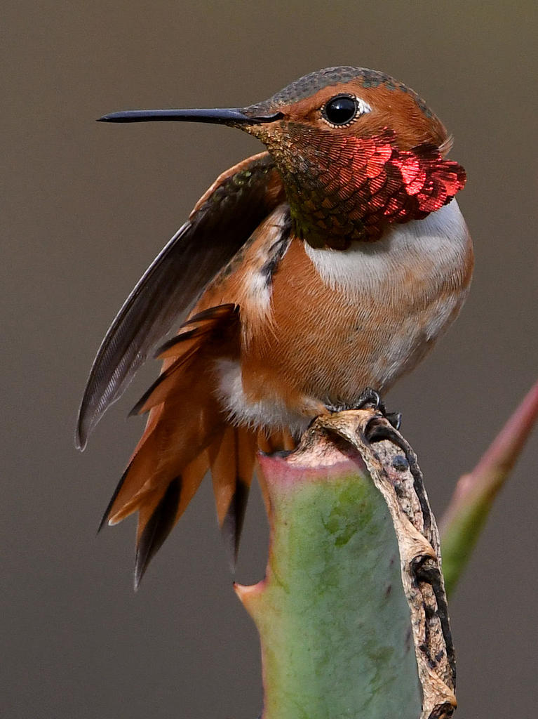 Hummer66.jpg