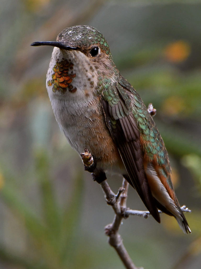 Hummer66.jpg