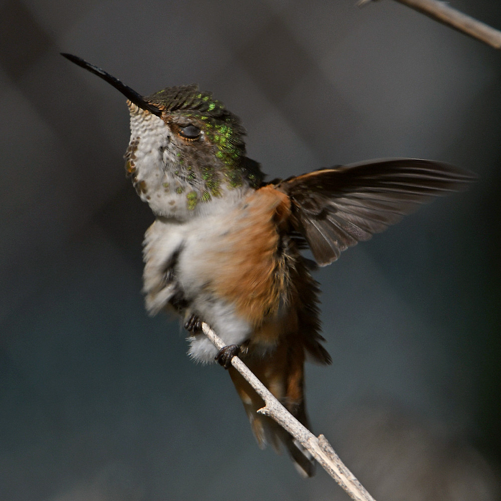 Hummer67.jpg