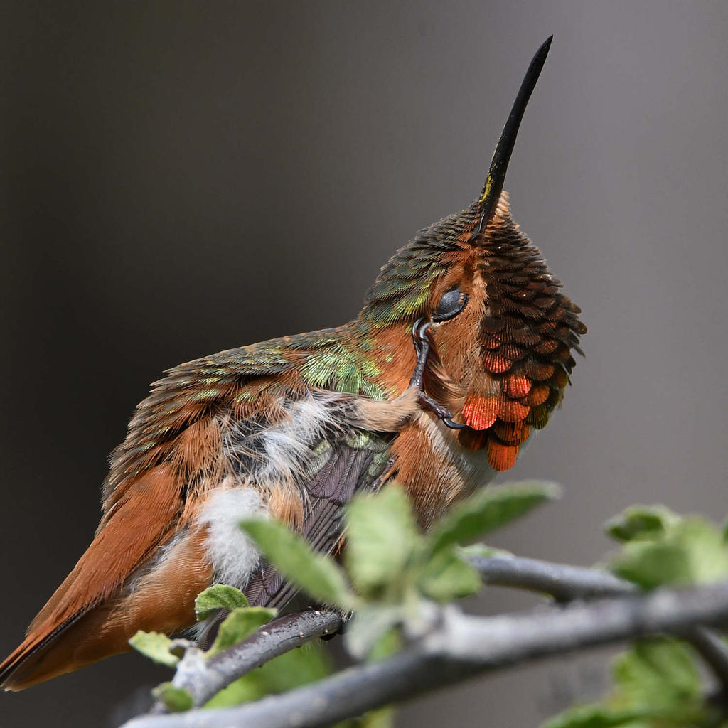 Hummer67.jpg