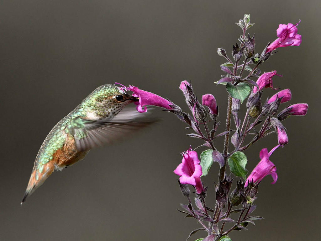 Hummer68.jpg