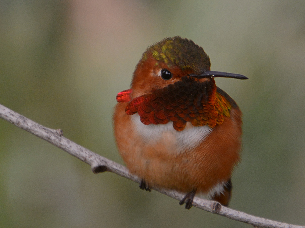 Hummer7.jpg