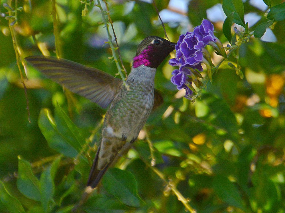 Hummer7.jpg