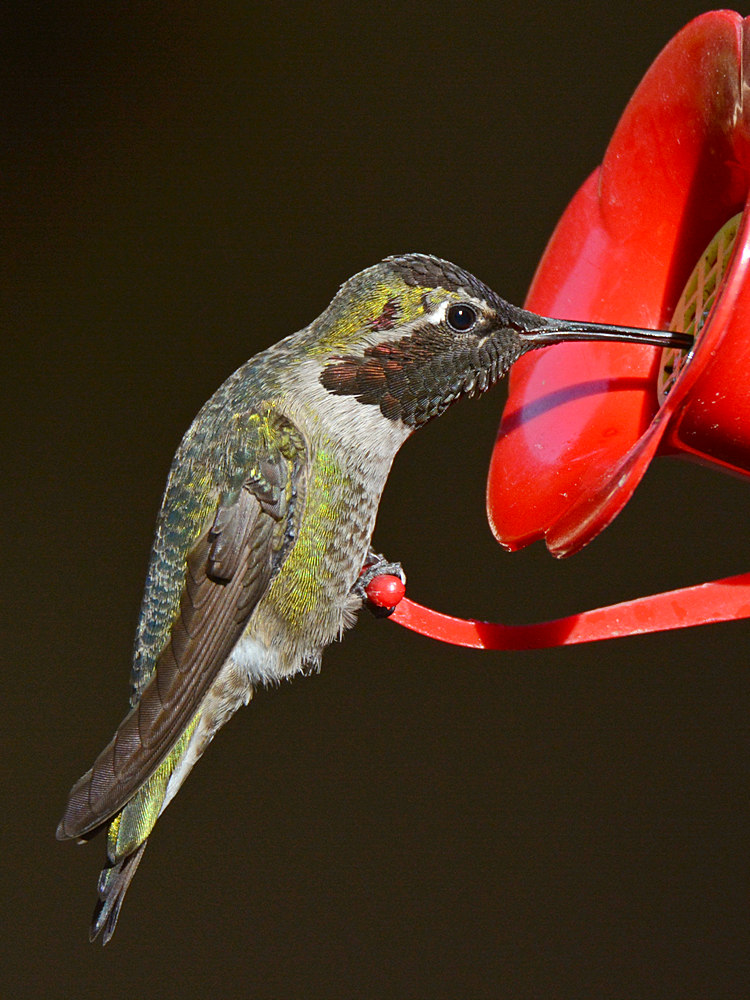 Hummer7.jpg