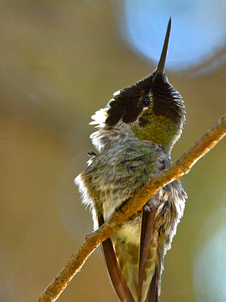 Hummer7.jpg