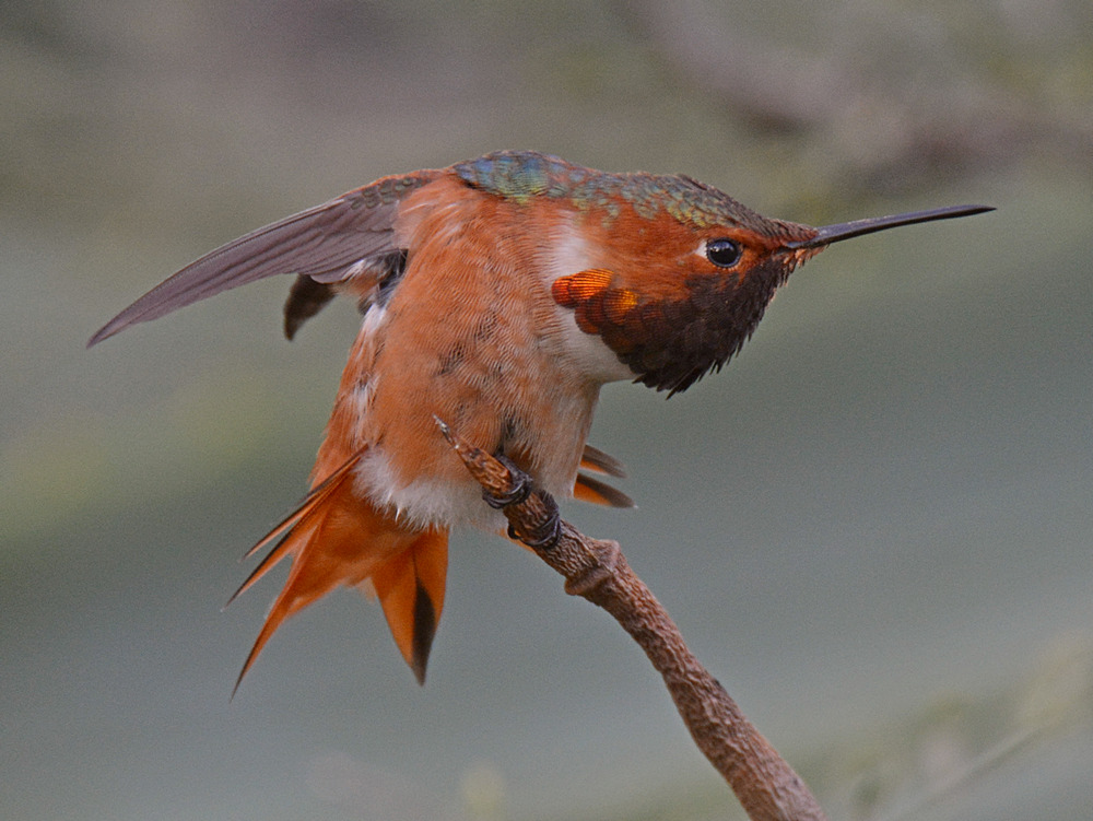 Hummer7.jpg