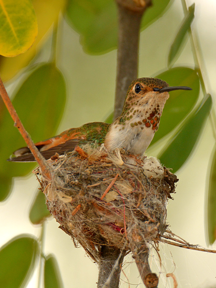 Hummer7.jpg