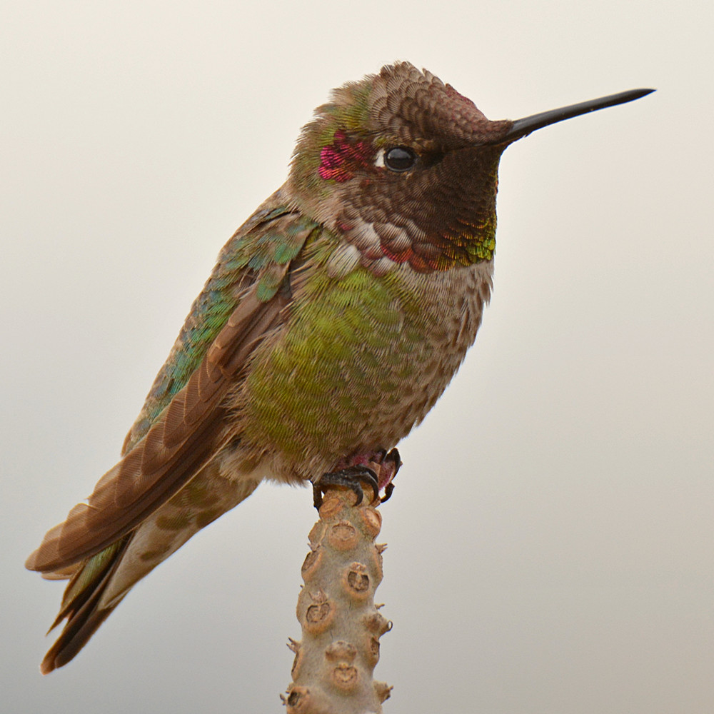 Hummer7.jpg