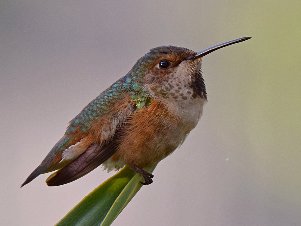 Hummer7.jpg