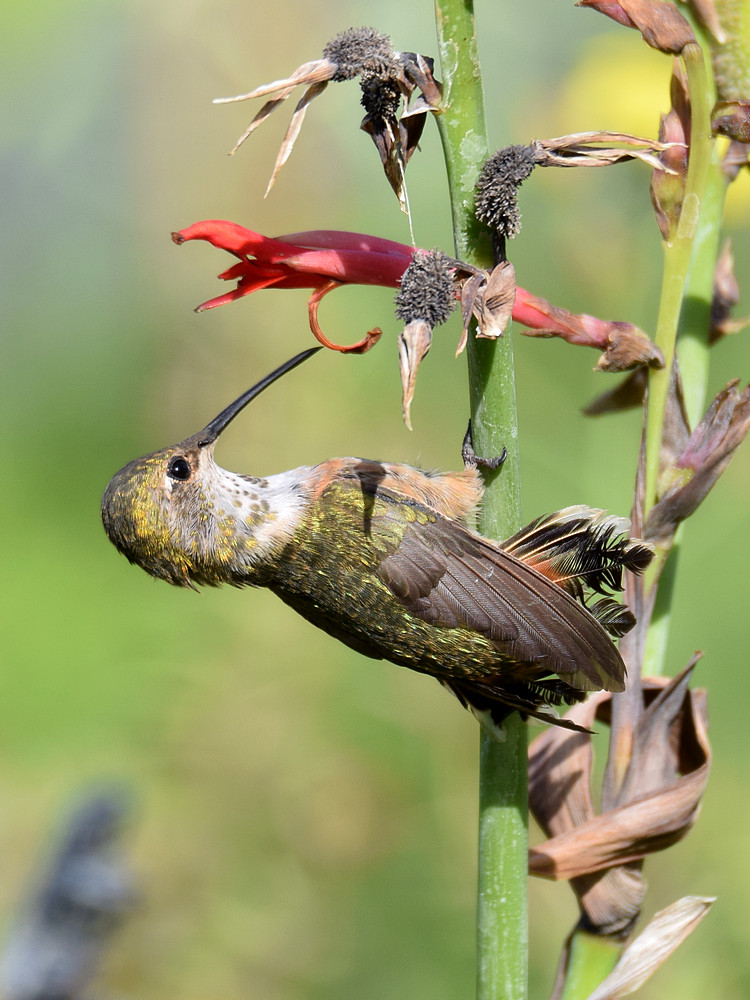 Hummer7.jpg