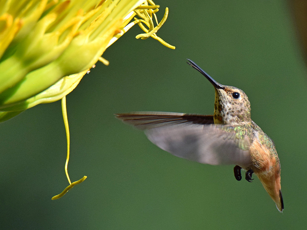 Hummer7.jpg